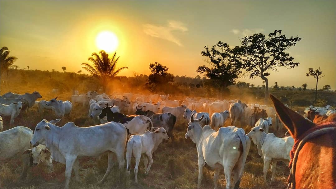 Paisagem rural com gado em pastagem ao pôr do sol, interior de São Paulo