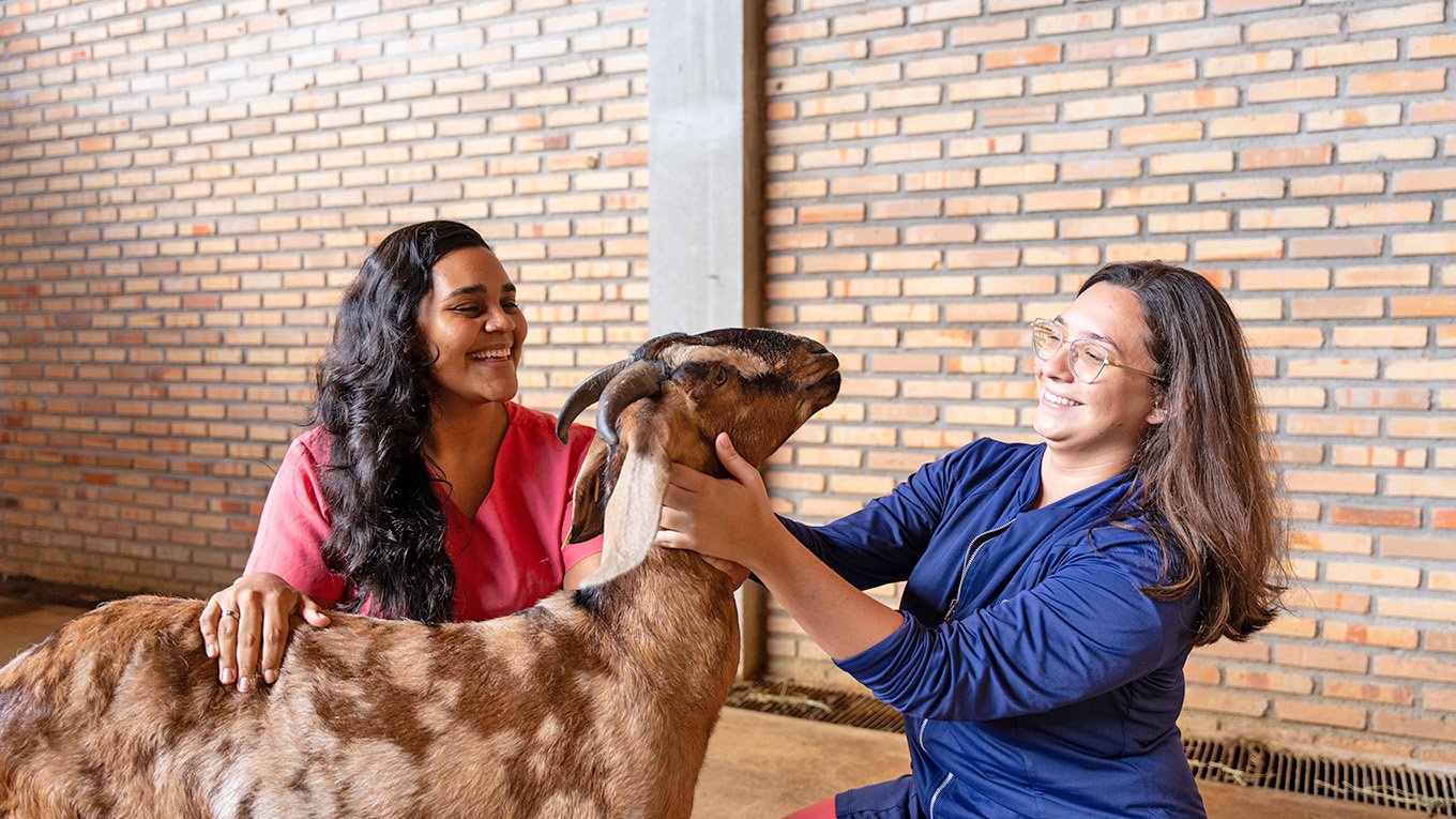 Profissionais de saúde e médico-veterinária em ambiente clínico