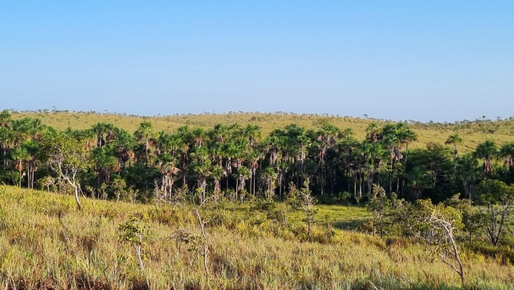 Paisagem de manguezal e campos naturais, representando a zona costeira amazônica do Parque Nacional do Cabo Orange, no Amapá
