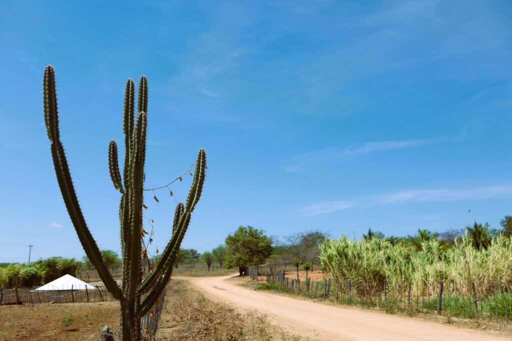 Paisagem do Sertão do Pajeú, com vegetação de caatinga e colinas ao fundo