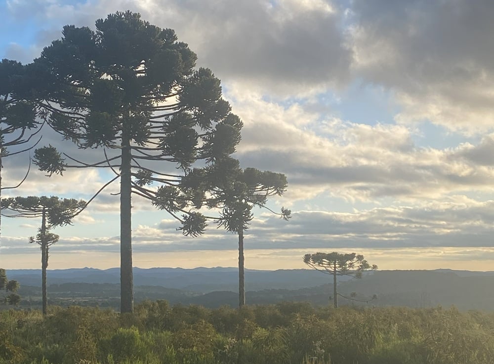 Paisagem com araucárias na Serra Catarinense ao entardecer