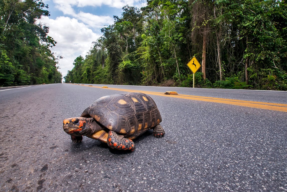 Cenário de Mata Atlântica na região norte do ES, referência à Reserva Biológica de Sooretama
