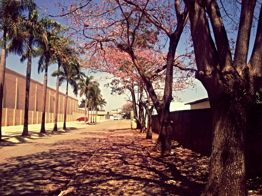 Paisagem urbana no interior da Amazônia Legal, com rua arborizada e céu aberto.