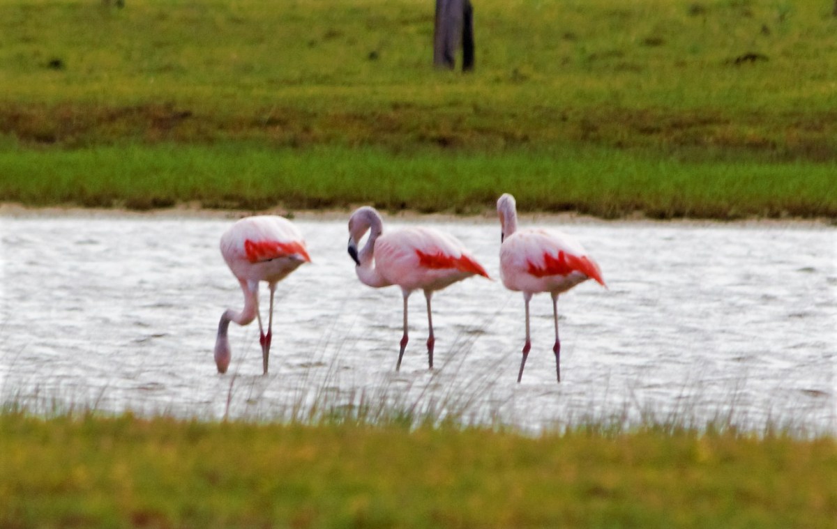 Aves migratórias no Parque Nacional da Lagoa do Peixe, com dunas ao fundo