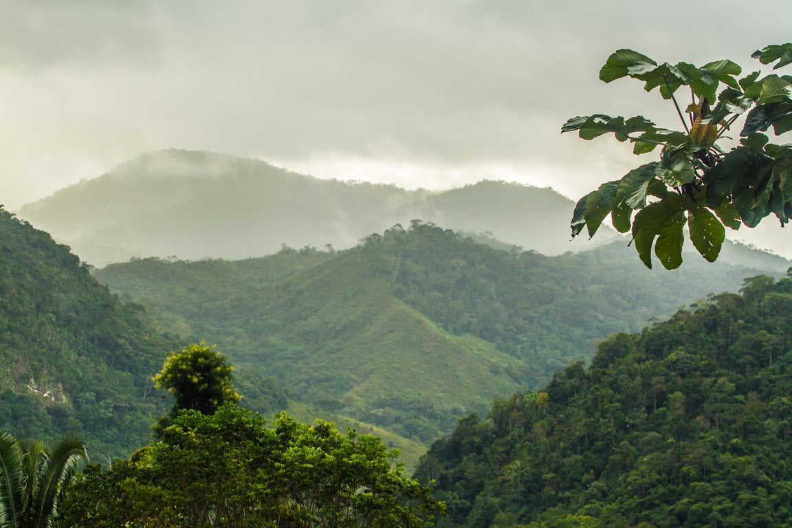 Paisagem de Mata Atlântica no sul da Bahia ao amanhecer