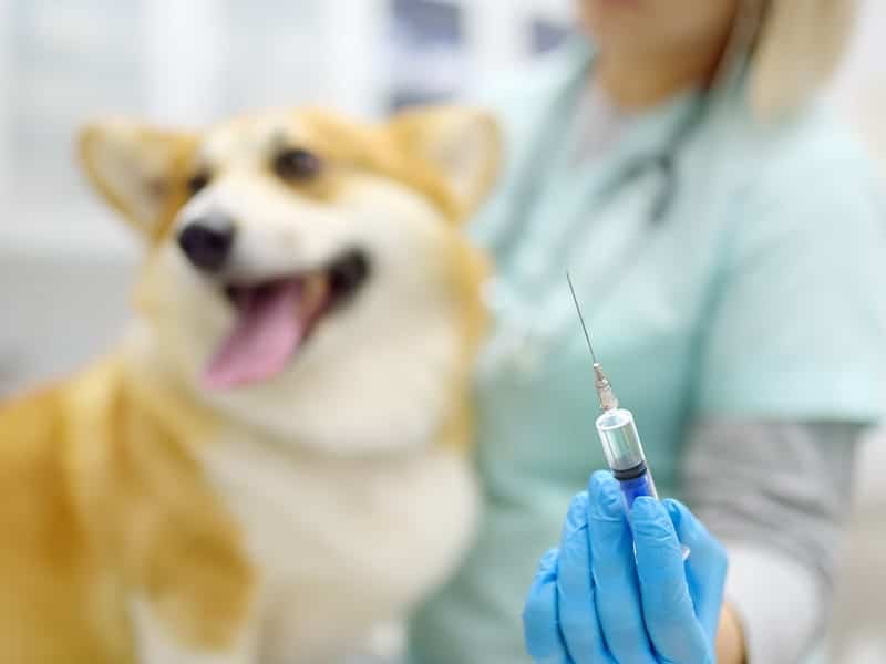É uma imagem do post com o título Concurso Prefeitura de Iacanga SP abre vagas em Saúde Animal