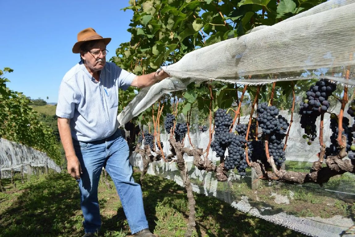Vinhedos no Sul de Minas, com montanhas ao fundo