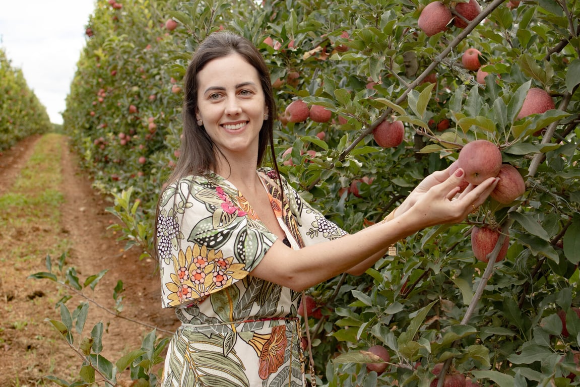 Colheita de maçãs no Meio-Oeste catarinense