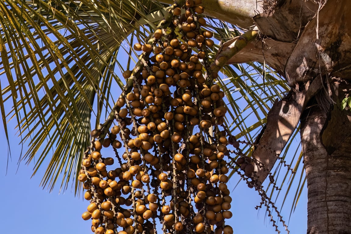 Palmeira de buriti em vereda do Cerrado maranhense, com cachos de frutos