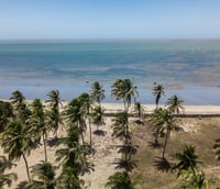 Vista aérea da praia Barra Grande em Cajueiro da Praia PI, com palmeiras e mar em dia ensolarado