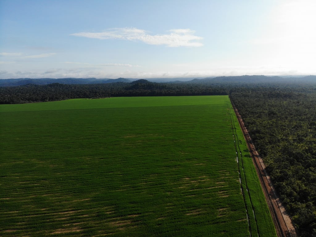 Paisagem do interior mato-grossense, com área verde cultivada ao lado de vegetação nativa e estrada de terra ao centro; céu parcialmente nublado ao fundo