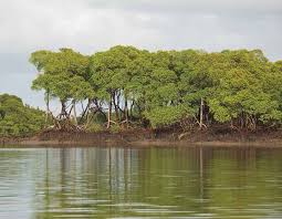 Manguezais do litoral do Amapá ao entardecer
