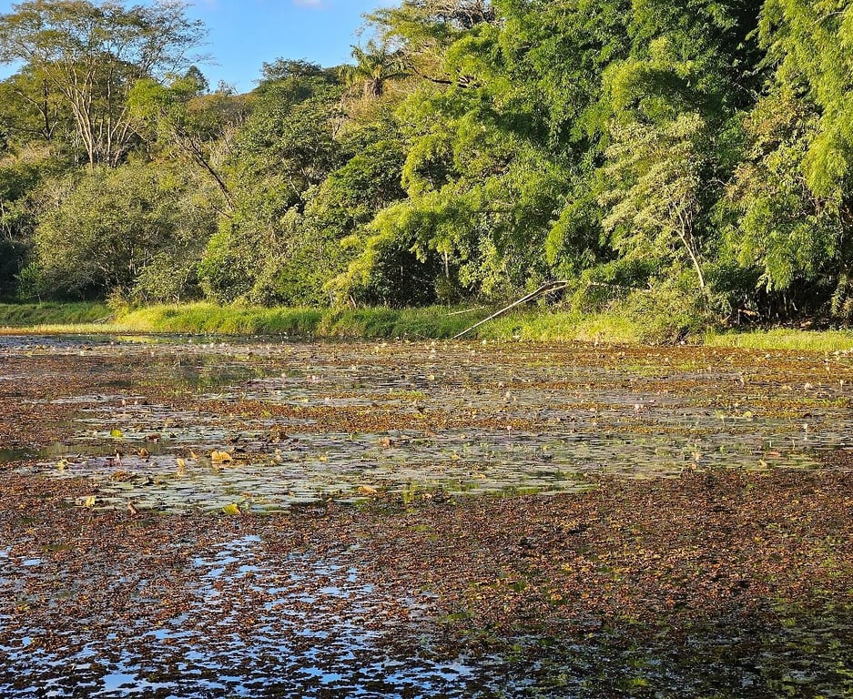 Parque Estadual Edmundo Navarro de Andrade (PEENA) em Rio Claro SP, com lago e vegetação de eucaliptos