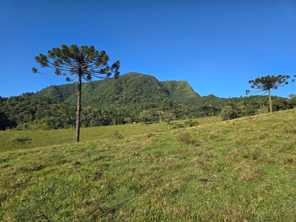 Paisagem rural com morros verdes sob luz suave da tarde, na Serra Catarinense