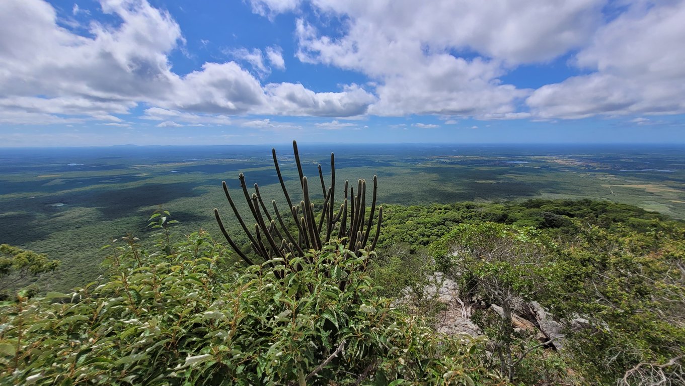 Paisagem do semiárido cearense com vegetação de caatinga, serrote ao fundo e céu azul