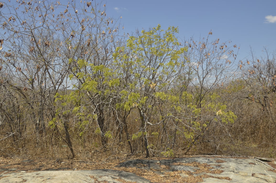 Paisagem do Seridó potiguar ao entardecer, com formações rochosas e vegetação de caatinga