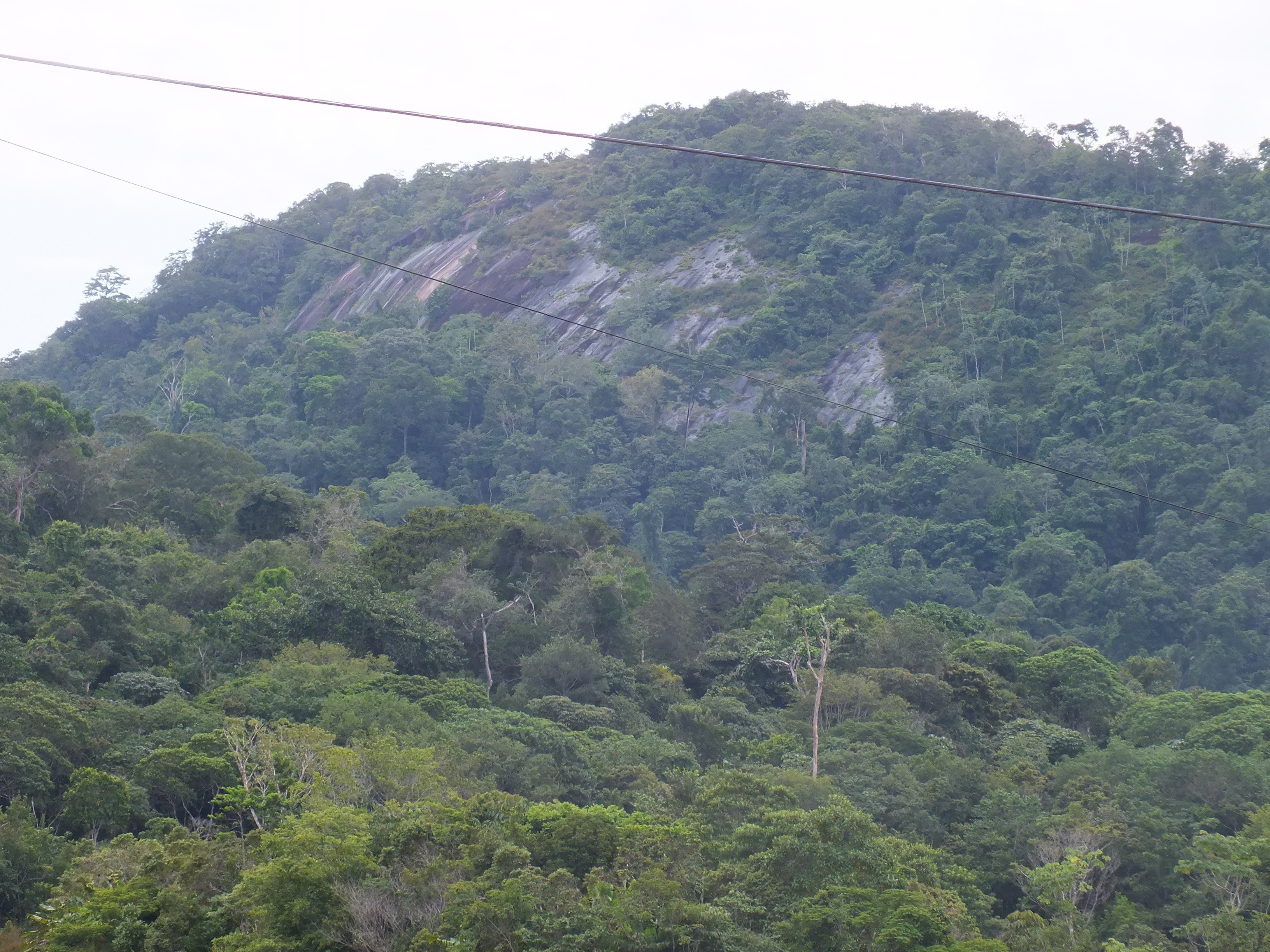 Paisagem amazônica no interior de Roraima, com vegetação densa ao longo de estrada na região da BR-210