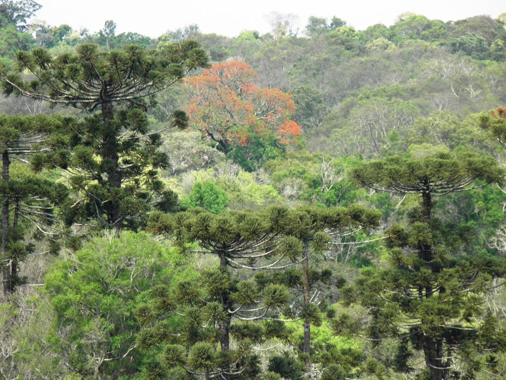 Paisagem com araucárias no Oeste catarinense