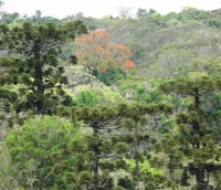 Paisagem com araucárias no oeste catarinense em Água Doce SC.