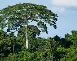 Floresta na região de Juara MT