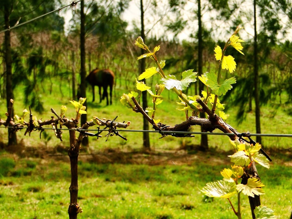 Paisagem rural na Campanha Gaúcha, com vinhedo e cavalo ao fundo