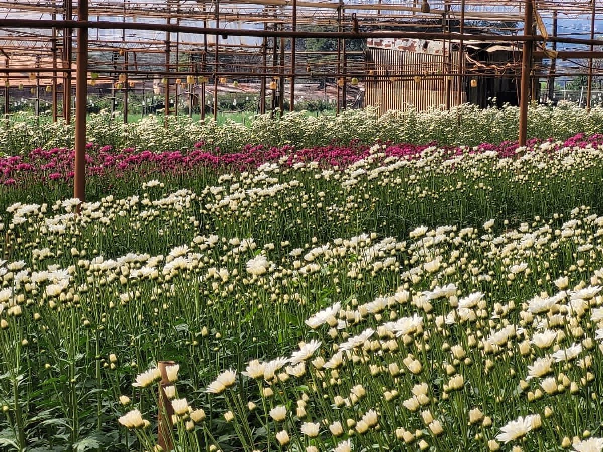 Campo de flores em Holambra com visual colorido e paisagismo característico da “Cidade das Flores”