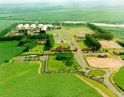 Região canavieira no interior de São Paulo, paisagem semelhante à de Guariba