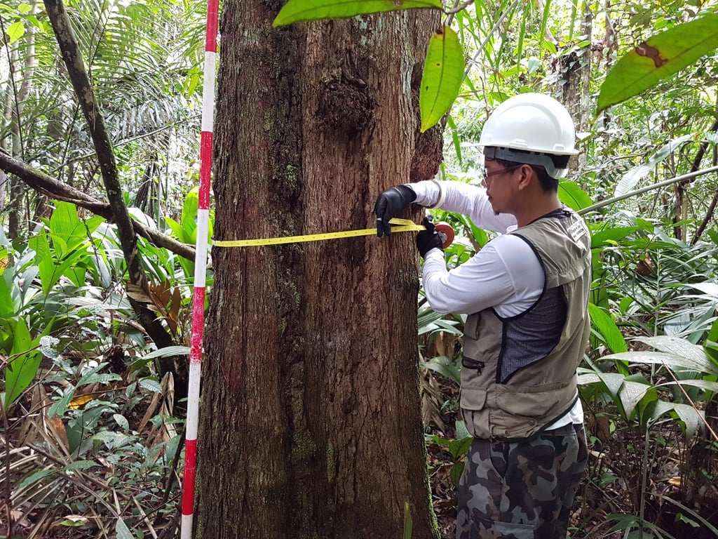Atividade de campo na Amazônia, com profissional realizando medição florestal – contexto de levantamento ambiental e agrário