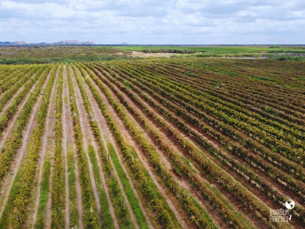 Vinhedos irrigados no Vale do São Francisco, em Lagoa Grande-PE