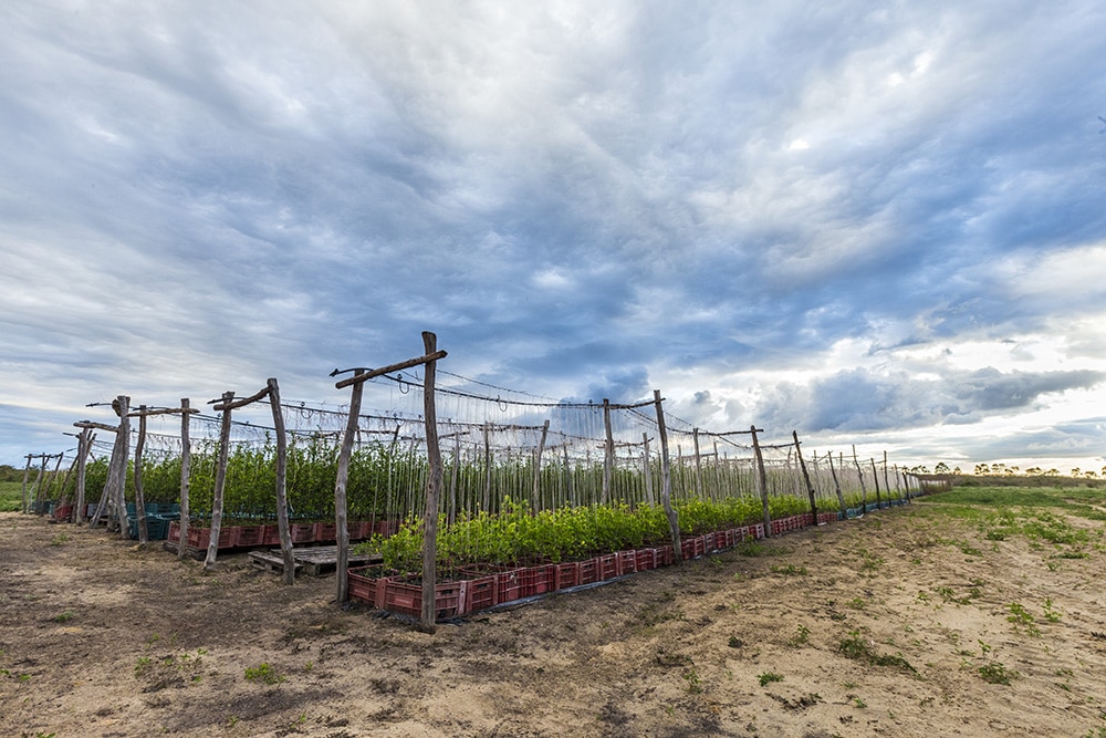 Plantação de acerola com fileiras de árvores frutíferas