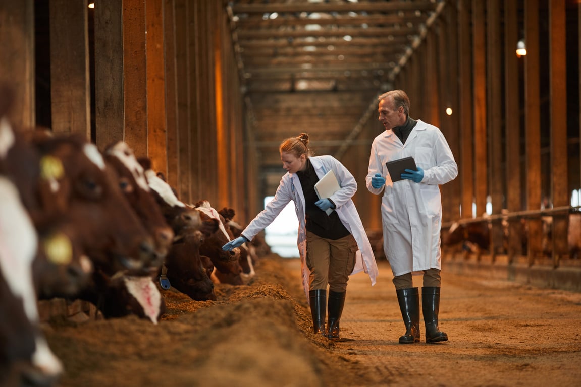Médico veterinário atendendo bovinos em estábulo de propriedade rural