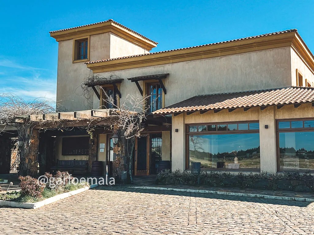 Paisagem rural na Serra Gaúcha, com parreirais ao entardecer e araucárias ao fundo