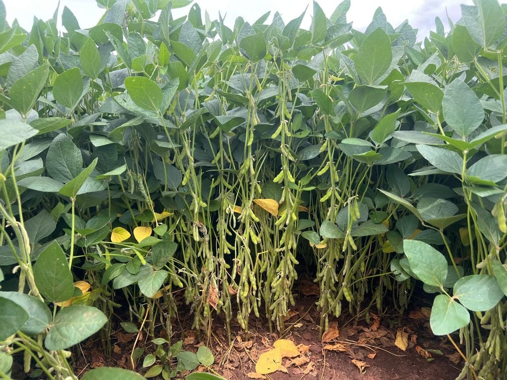Paisagem rural do interior paulista, representando Taquarituba SP