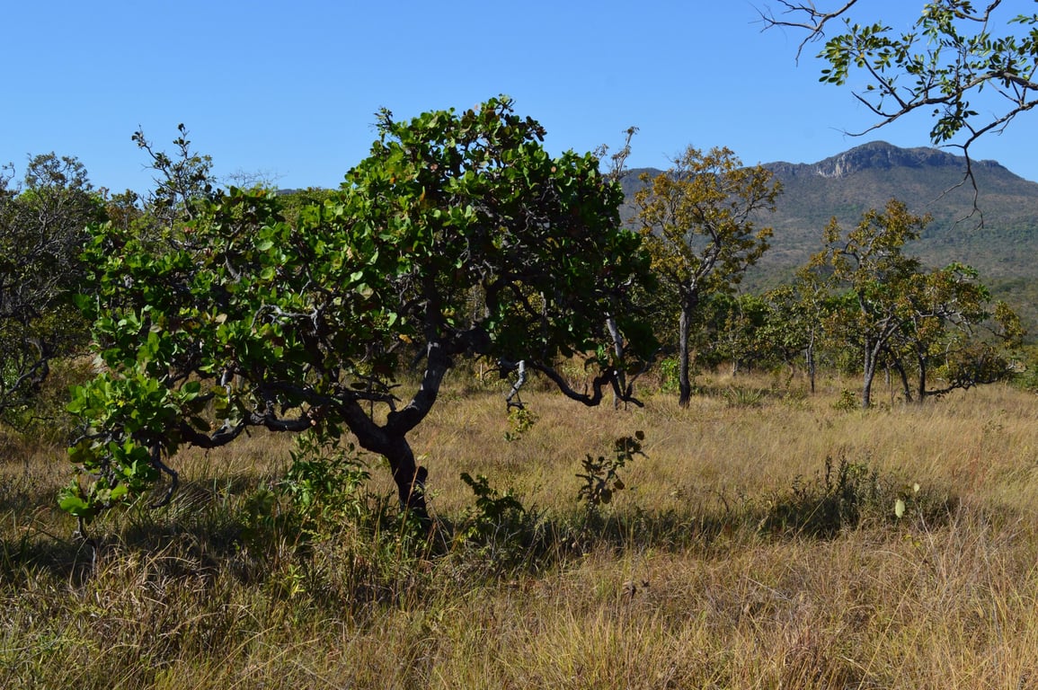 Estrada de terra em área de vegetação nativa no nordeste de Minas Gerais