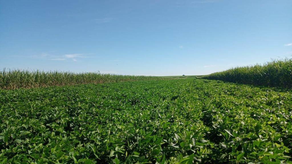 Paisagem agrícola com canaviais no interior paulista ao entardecer