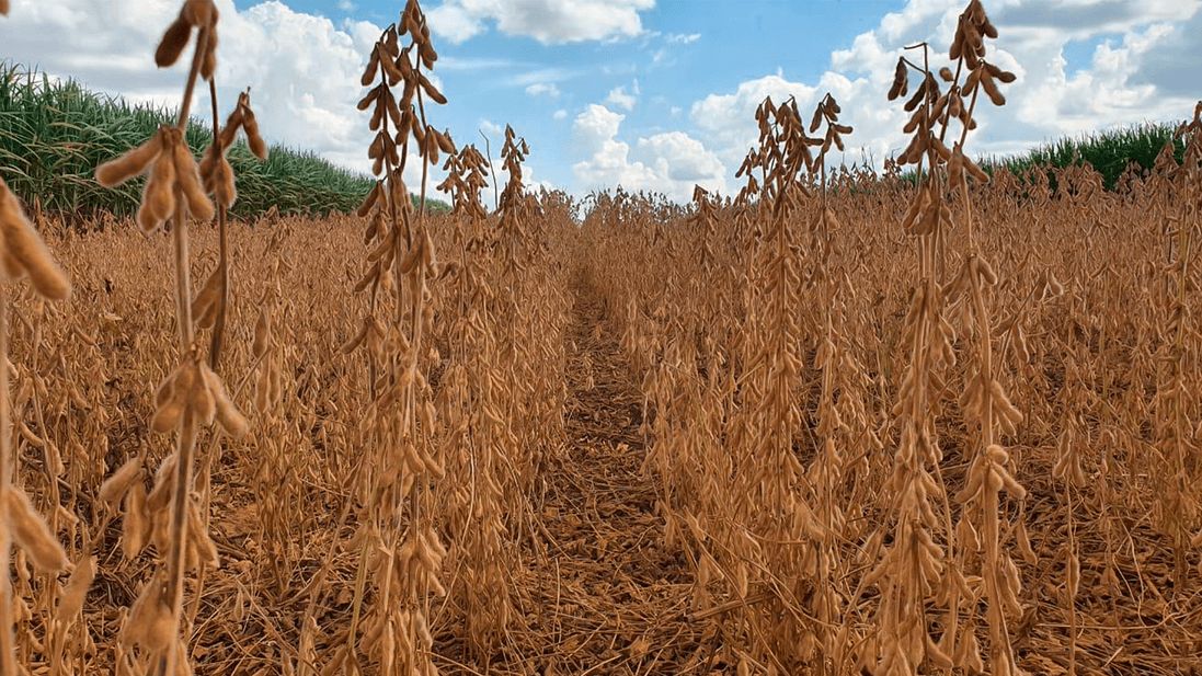 Paisagem rural do oeste paulista, com cultivo agrícola e céu parcialmente nublado
