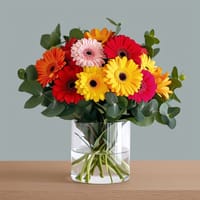 Glorious Gerberas Stunning Flowers — view 3