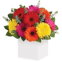 Glorious Gerberas Stunning Flowers — view 5