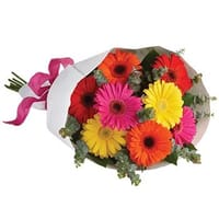 Gerbera Brights — view 5
