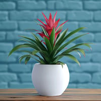 Bromeliad Beauty Plant — view 1