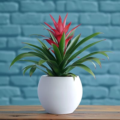 Bromeliad Beauty Plant