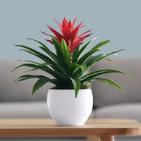 Bromeliad Beauty Plant — view 2
