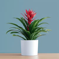 Bromeliad Beauty Plant — view 3
