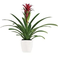 Bromeliad Beauty Plant — view 4