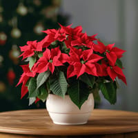 Christmas Poinsettia Flower Arrangement — view 1