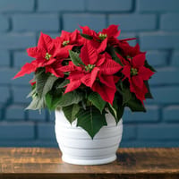 Christmas Poinsettia Flower Arrangement — view 2