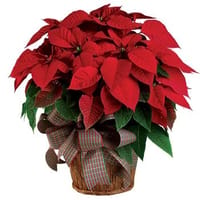 Christmas Poinsettia Flower Arrangement — view 4