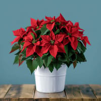 Christmas Poinsettia Flower Arrangement — view 3