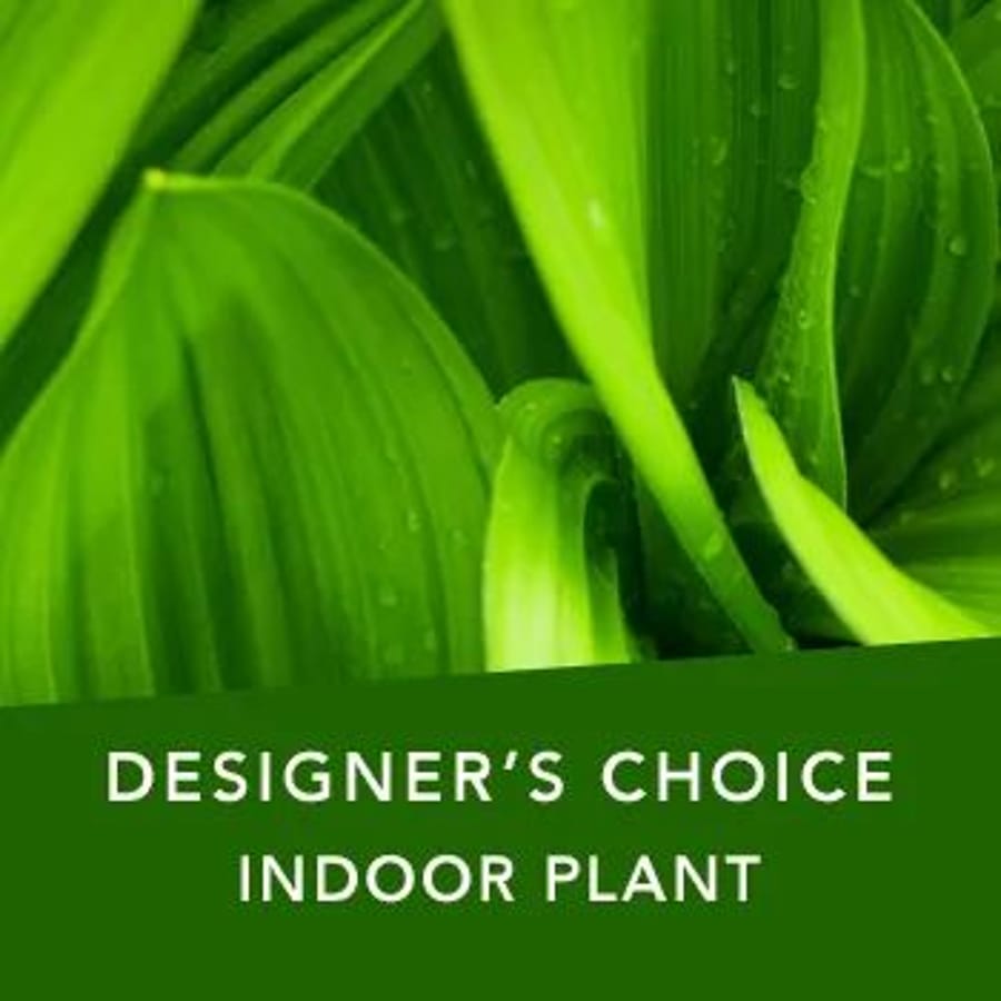 Designer's Choice Indoor Plant