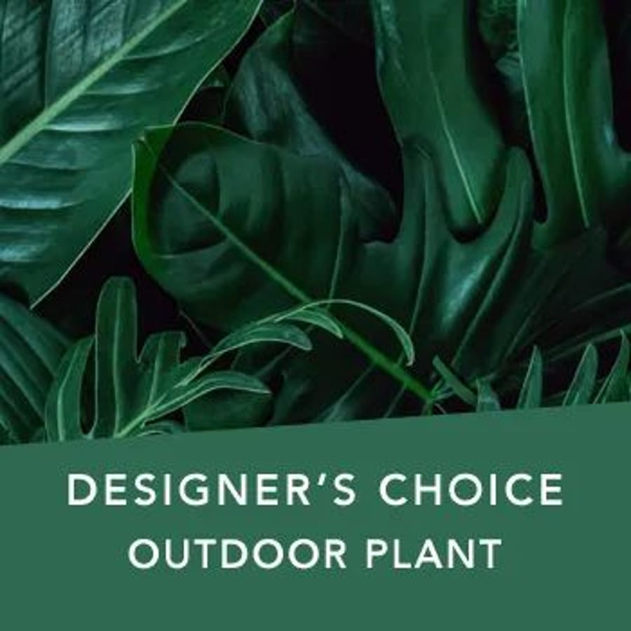 Designer's Choice Outdoor Plant